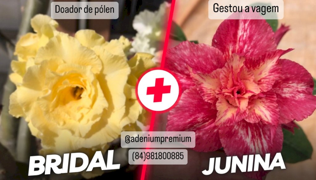 Sementes do cruzamento entre a Bridal Bouquet e a Junina 