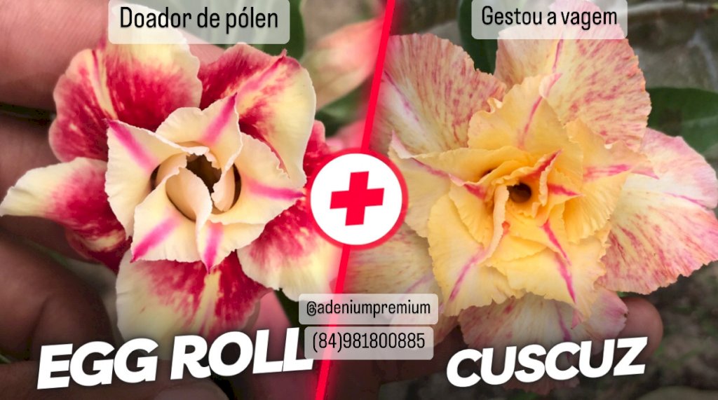 Sementes do cruzamento entre a Egg Roll e a nossa Cuscuz