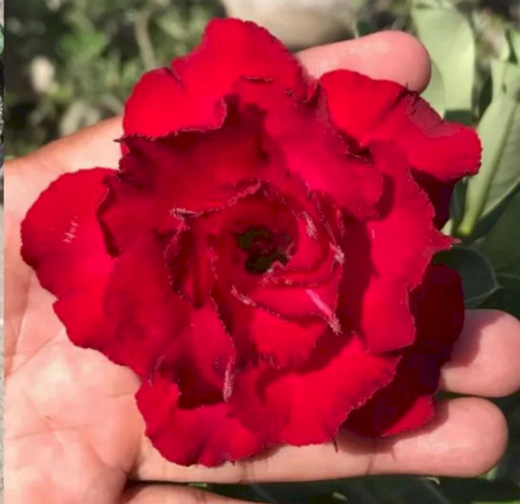 Sementes de Multipetalas Vermelhas 