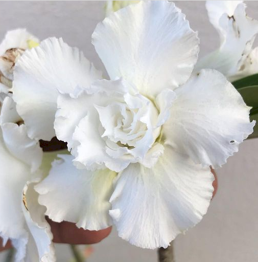 Sementes de Multipetalas Brancas 