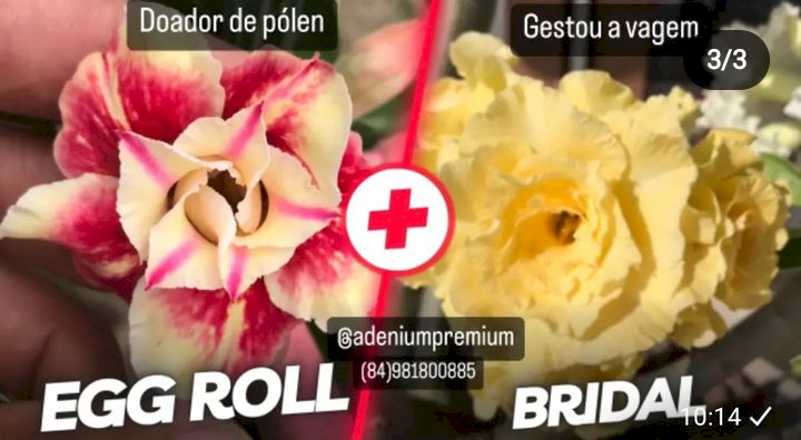 Sementes do cruzamento entre a Bridal Bouquet e a Egg Roll 