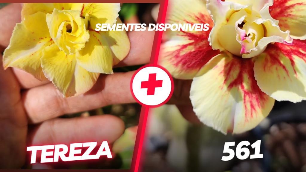 tereza + 561