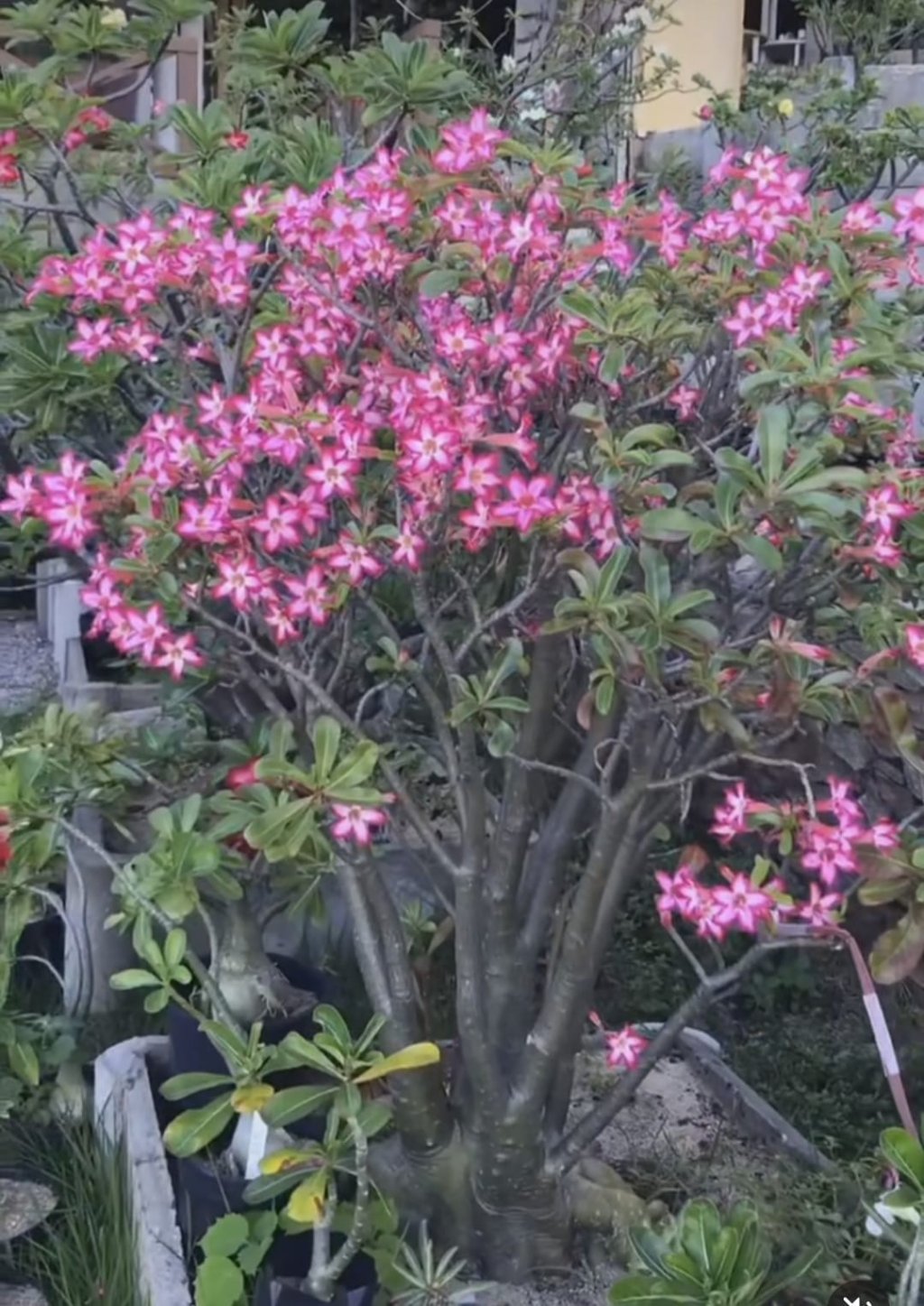 Sementes comuns para porta enxertos 