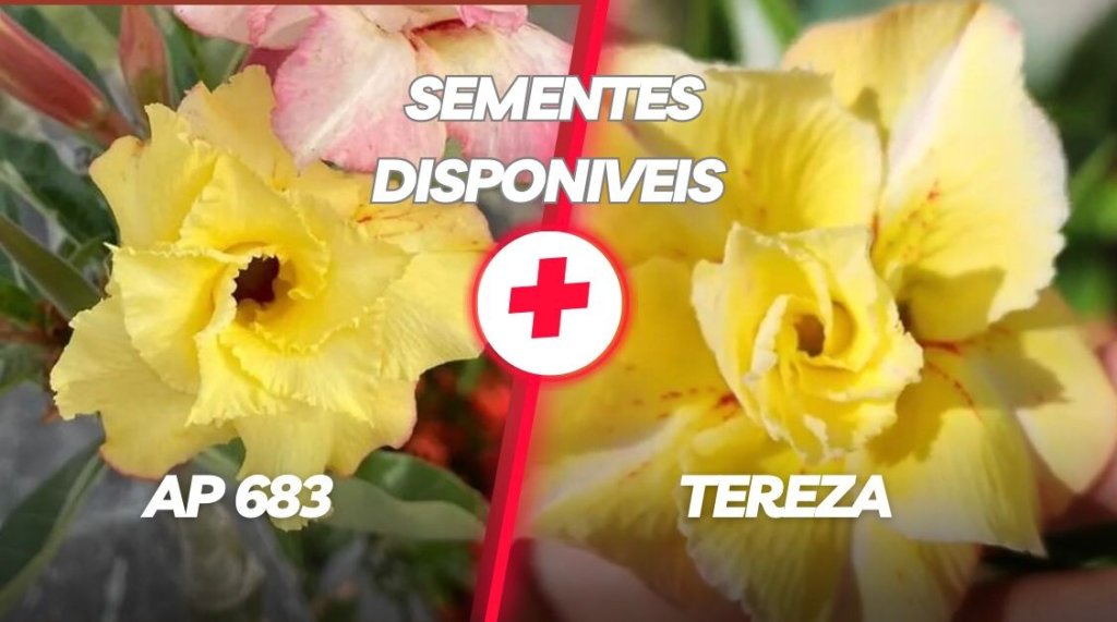 Sementes amarelas originais da adenium premium disponíveis AP 683xTereza