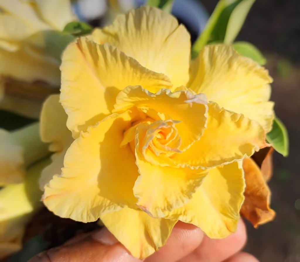 Rosa do deserto aurora