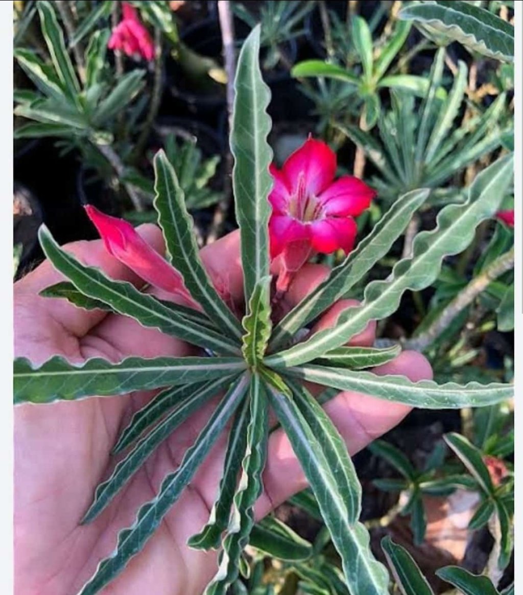 Sementes somalense anaconda 