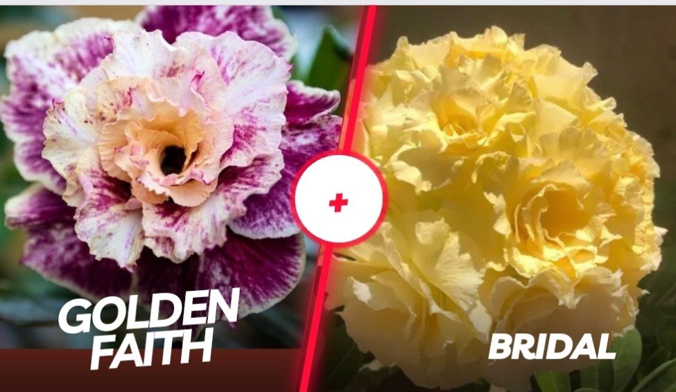 Golden Faith com Bridal 