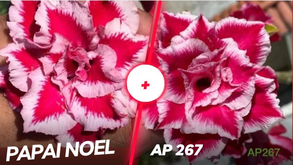 Papai Noel + AP 267 
