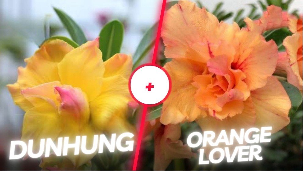 Orange lover + Dunhuang II 
