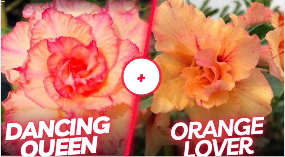 Dancing Queen e Orange lover 