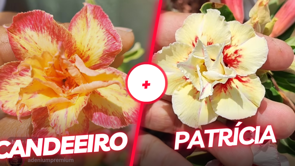 Candeeiro e Patrícia 