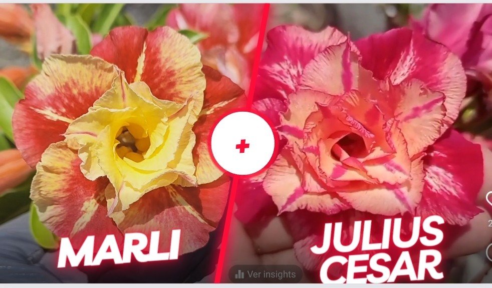 sementes  julius cesar + Marli 