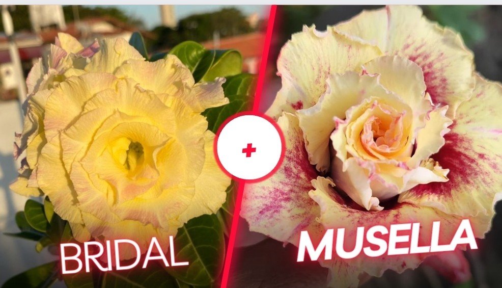  Bridal  e a Musella.