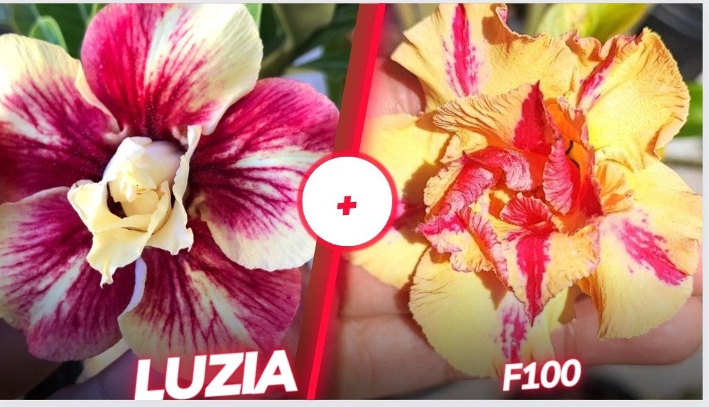 F100 + luzia 