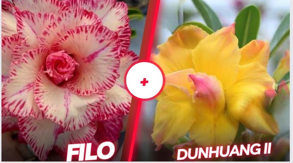 Filo + dunhuang2