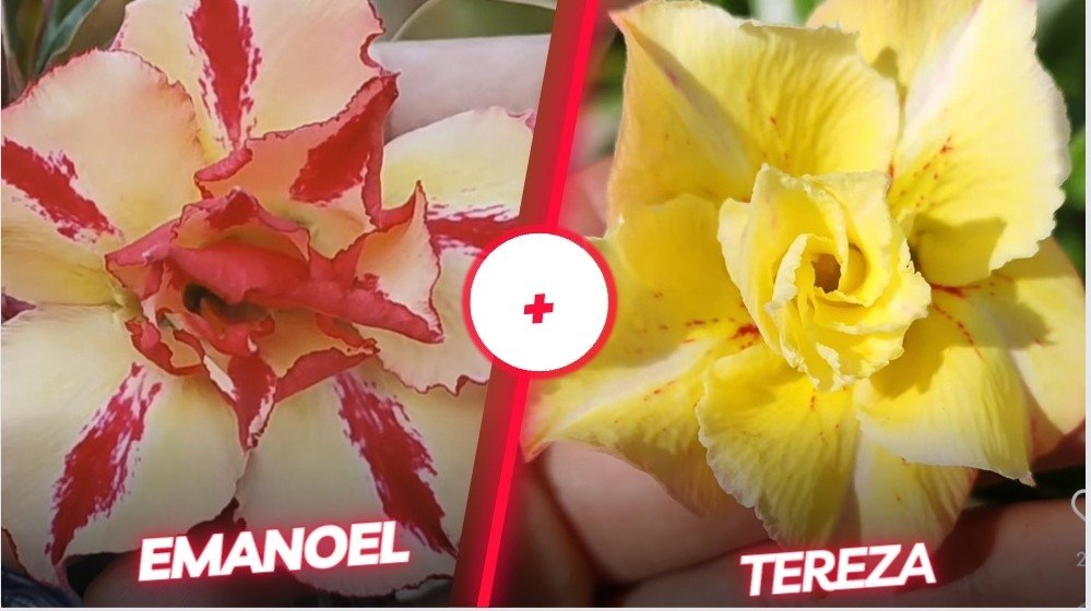 Emanoel + Tereza 