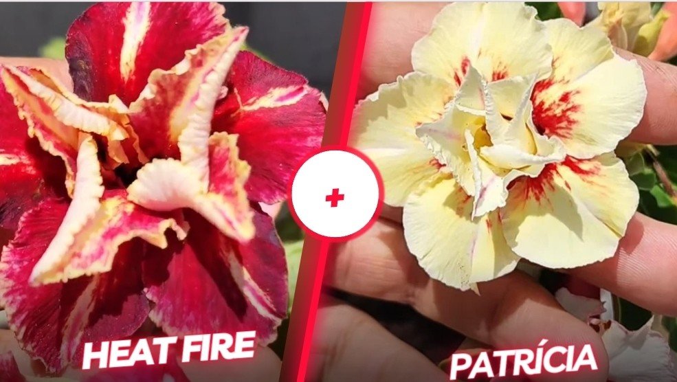 Heat Fire + Patrícia 