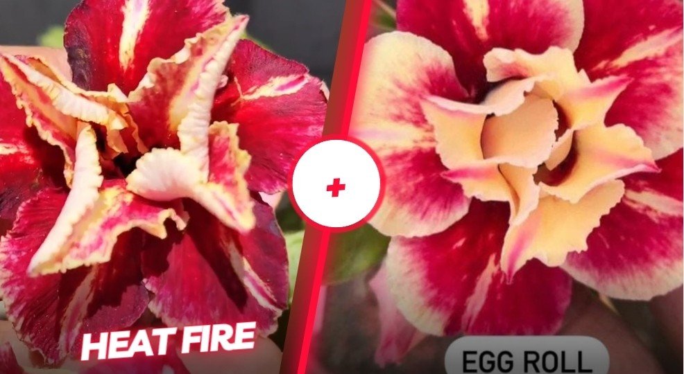 heat fire e egg roll