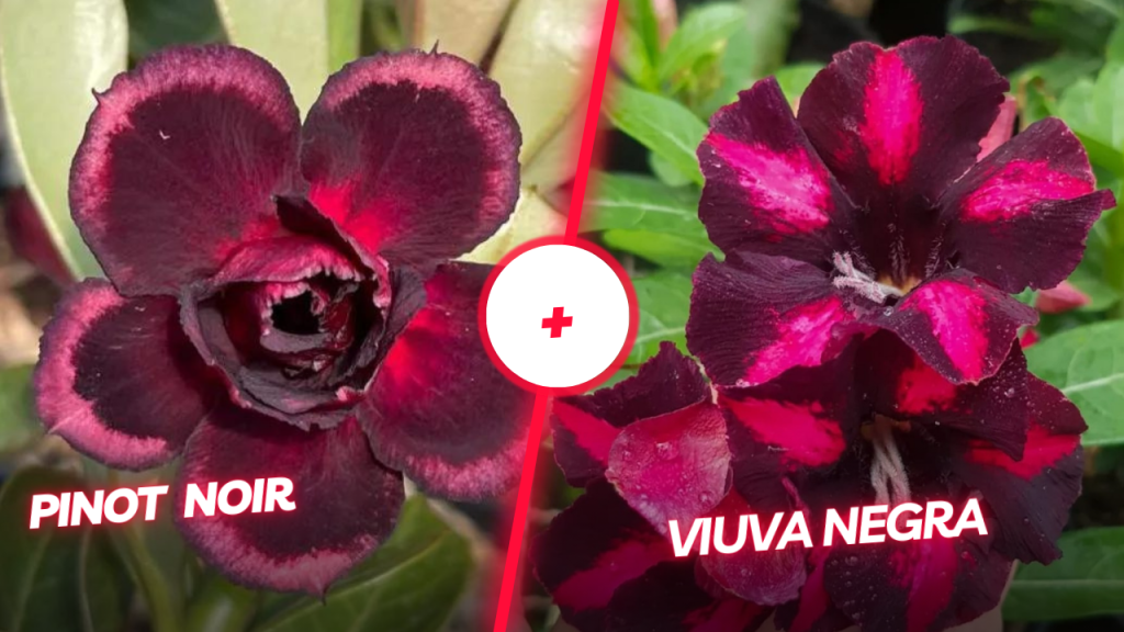 Pinot Noir + Viúva negra 
