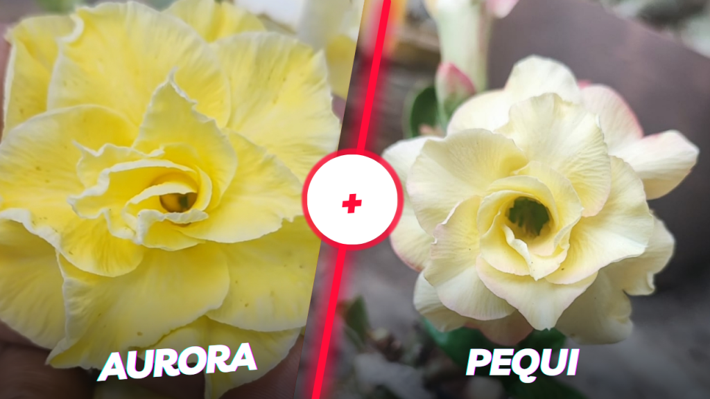 Aurora + Pequi 