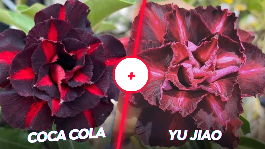 Coca cola e yu Jiao 