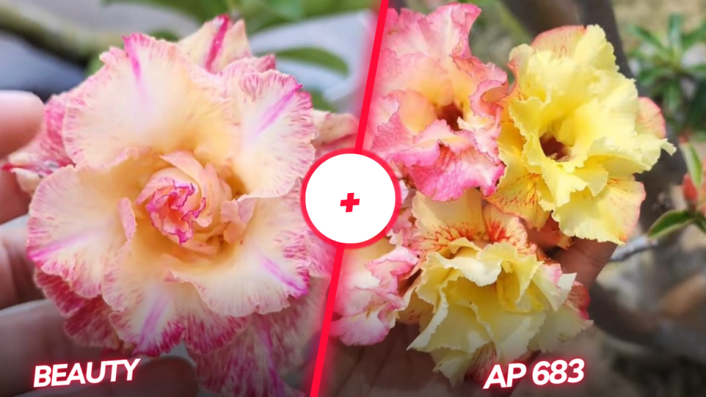 Beauty e AP683