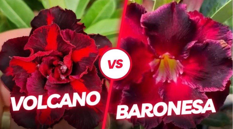 Volcano e Baronesa 