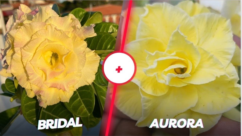 Bridal Bouquet+ Aurora 