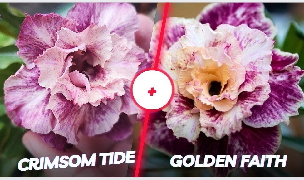 Crismson Tide e Golden faith 