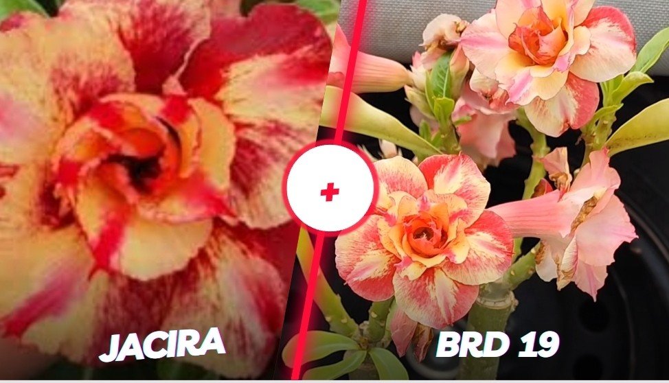 Jacira + BRD 19