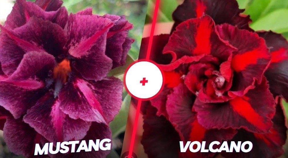 Mustang+Volcano 