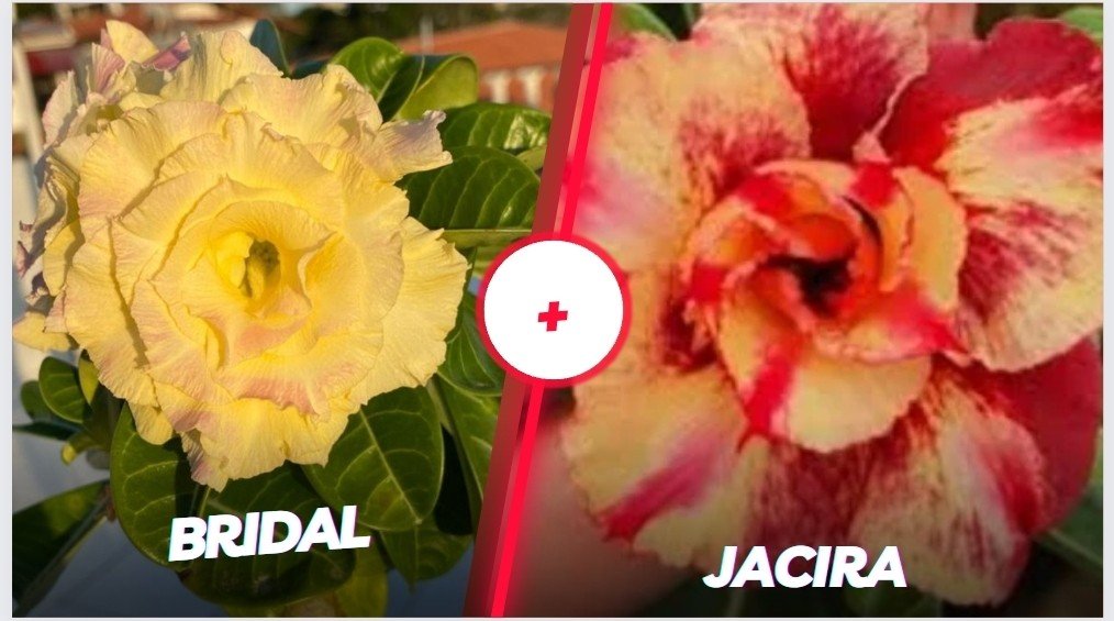 Bridal mais Jacira 
