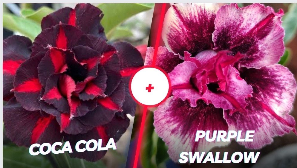 Coca cola + purple Swallow 