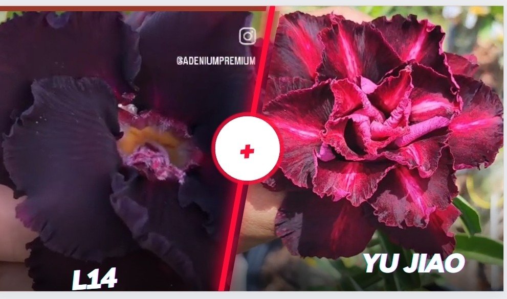L 14 com yu jiao 
