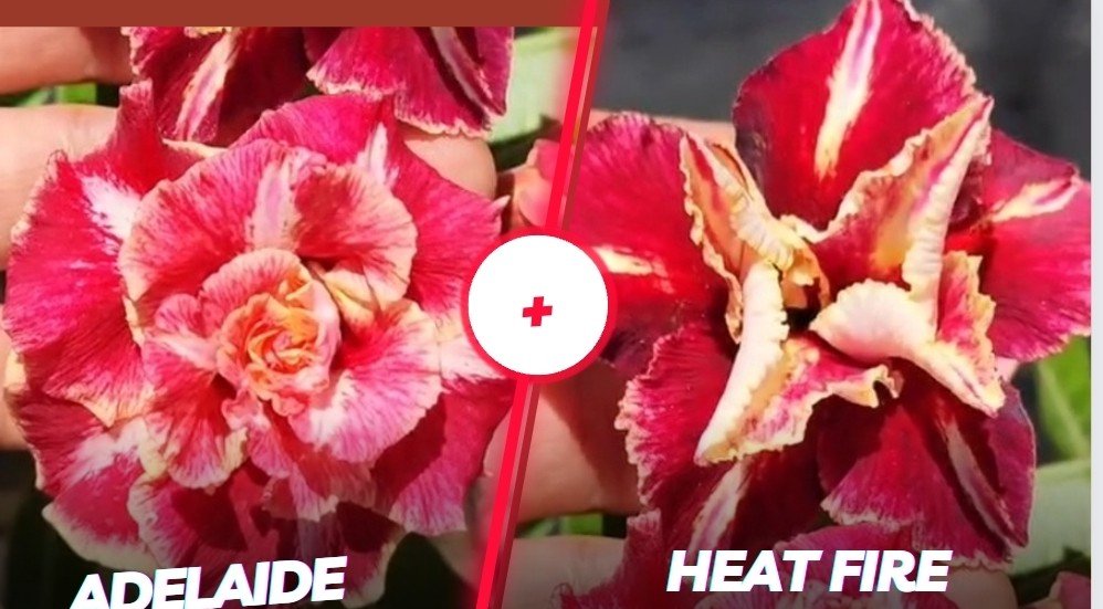 Heat fire e Adelaide 