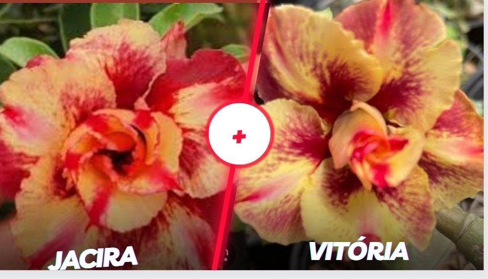 Jacira e vitória 
