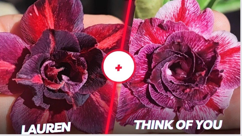 Lauren + think of you 