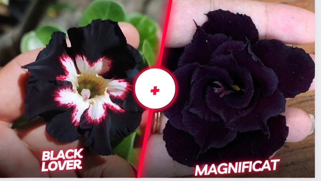 black Lover + Magnificat