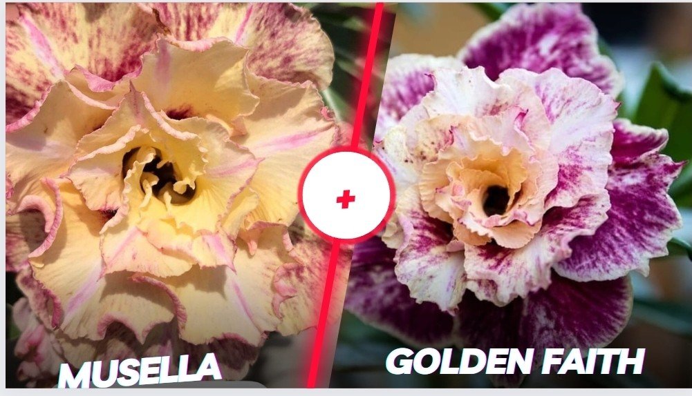 Musella com Golden Faith 