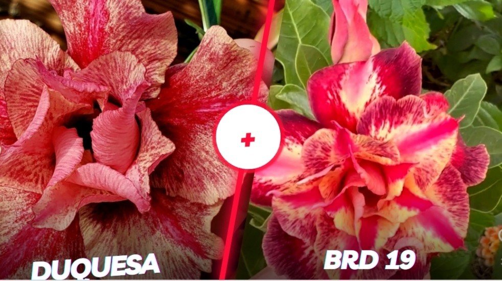 Duquesa mais BRD 19 