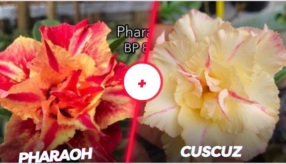 Pharaoh com cuscuz 