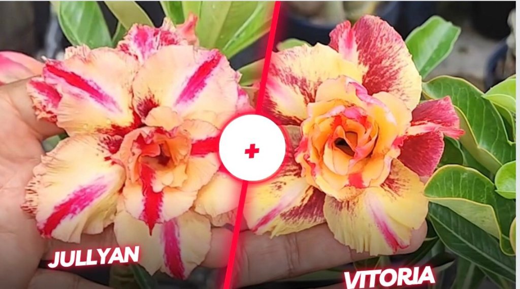 Jullyan + Vitoria 