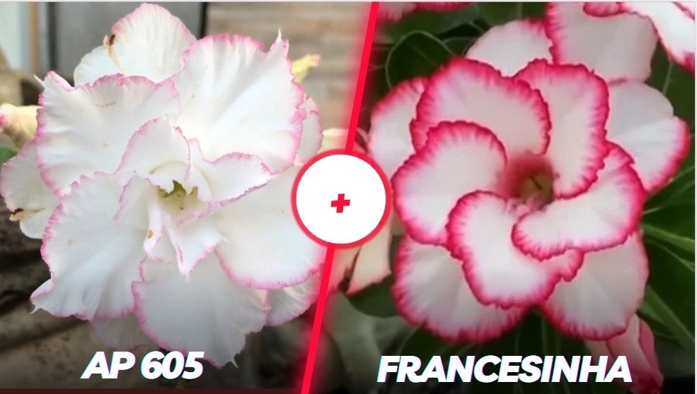 AP 605 + francesinha 