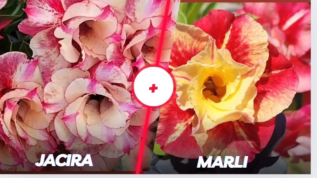 Jacira e Marli 