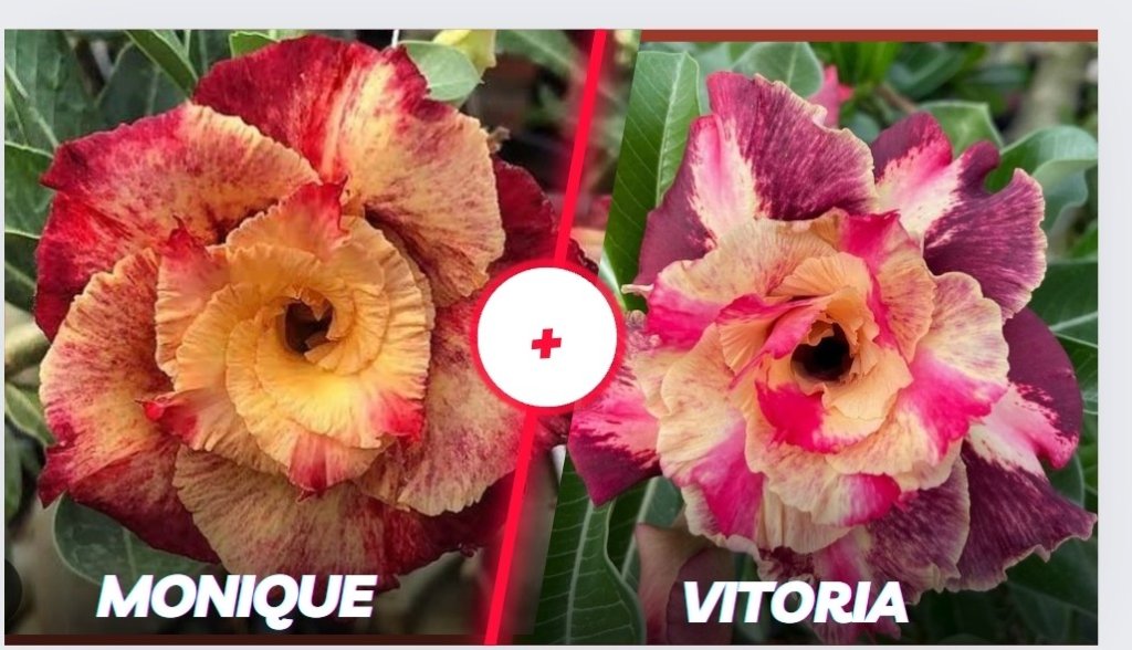 Monique e vitória 