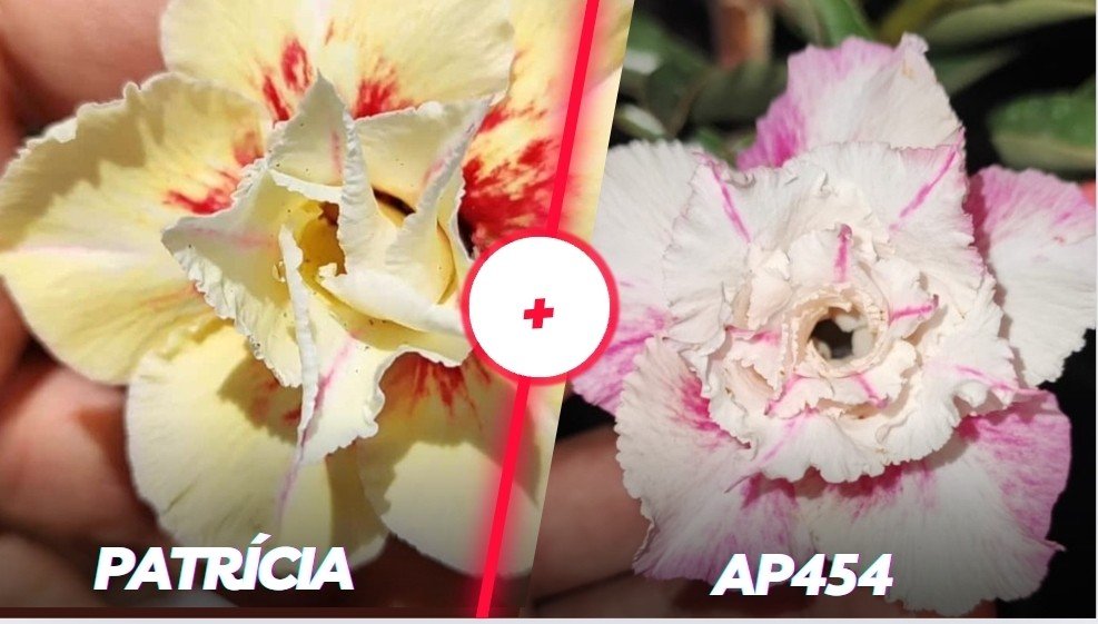 Patrícia mais AP 454