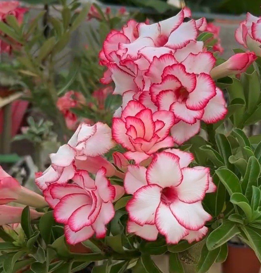 Francesinha dos Barões das RDS