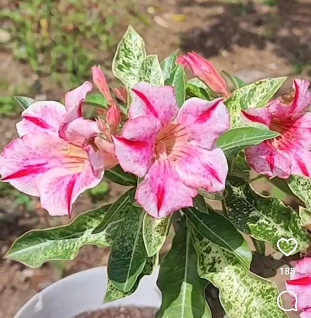 Variegata Enxerida 
