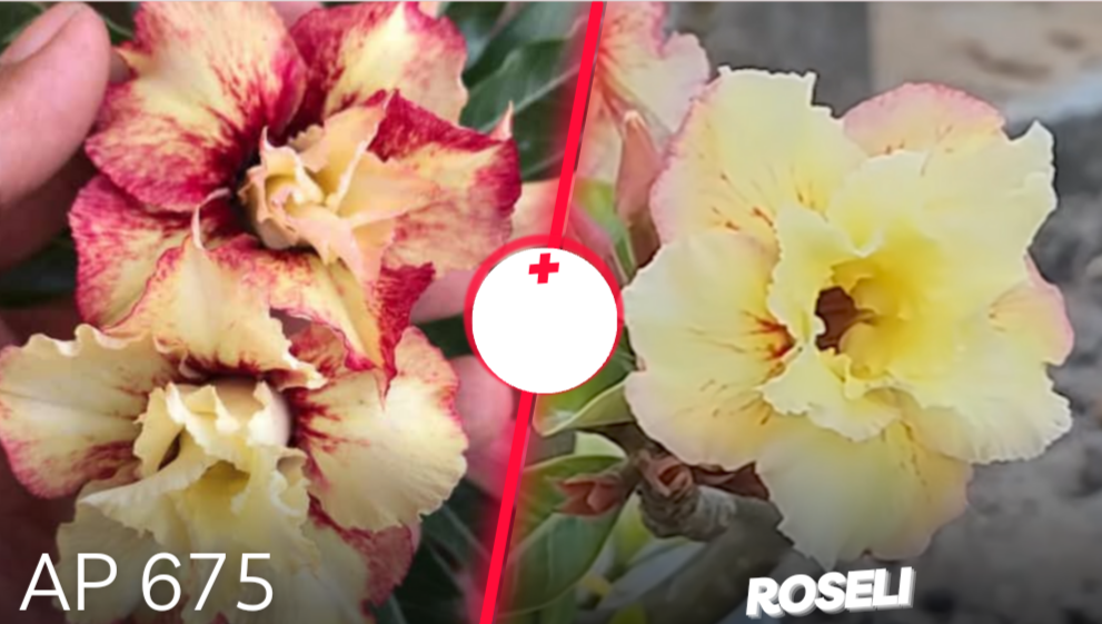 AP 676 + Roseli 