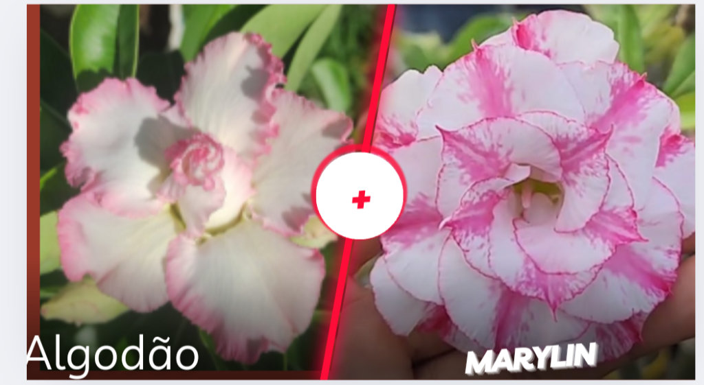 Algodão e marylin 